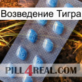 Возведение Тигра viagra3